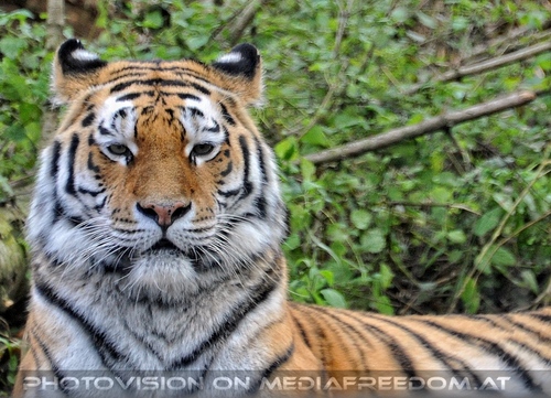 Sibirischer Tiger 06