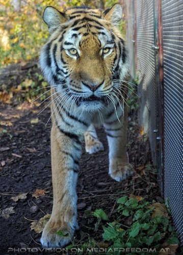 Sibirischer Tiger 08