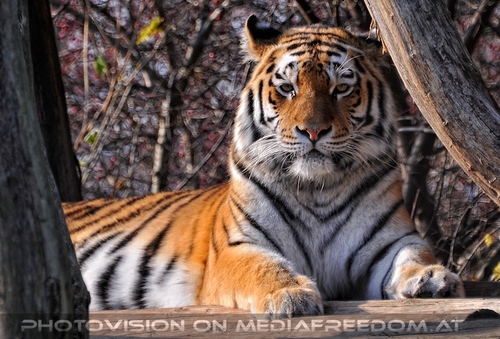 Sibirischer Tiger 09