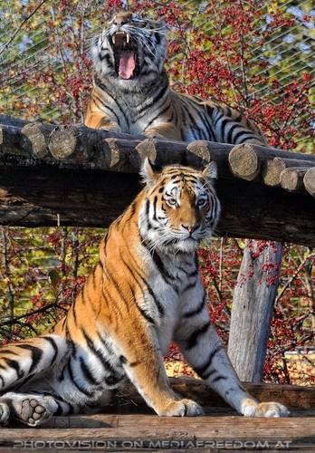 Sibirischer Tiger 10