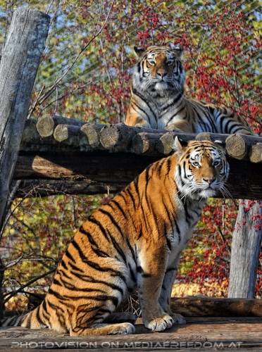 Sibirischer Tiger 11