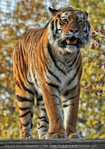 Sibirischer Tiger 12