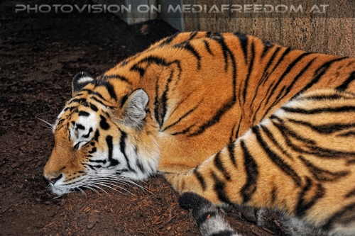 Sibirischer Tiger 13