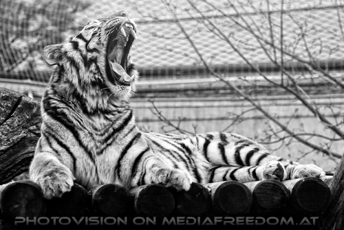 Sibirischer Tiger 14