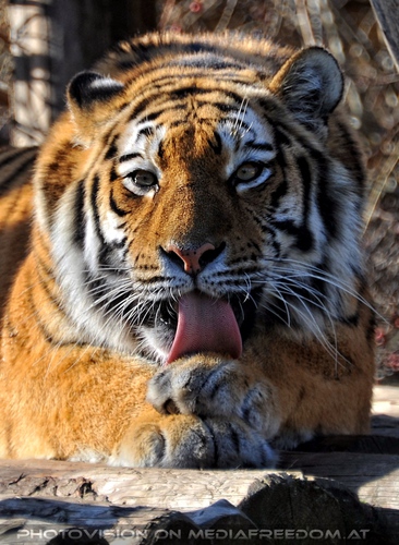 Akribische W�sche: Sibirischer Tiger