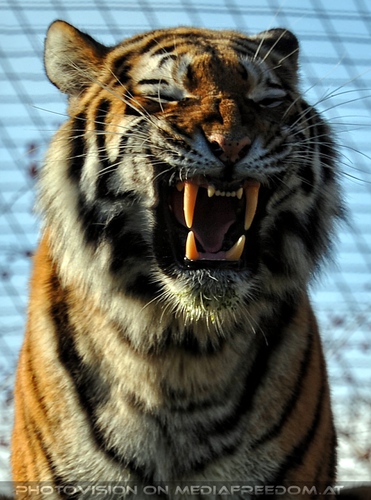 Fletsch: Sibirischer Tiger