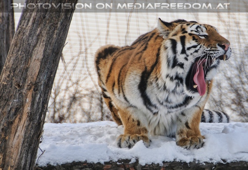 M�digkeit: Sibirischer Tiger