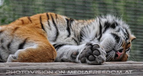 Sibirischer Tiger schl�ft