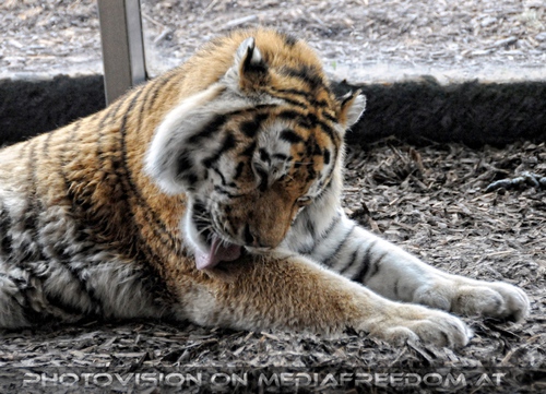 Tiger W�sche: Sibirischer Tiger