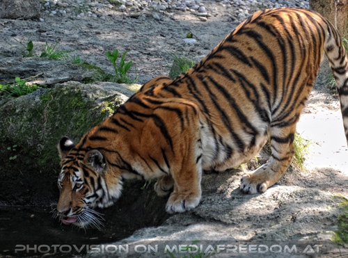 Trinkender Tiger: Sibirischer Tiger