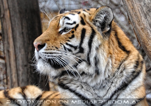 Wachsam: Sibirischer Tiger