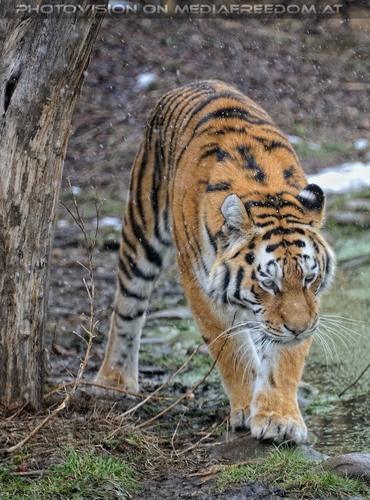 Sibirischer Tiger Winter 02