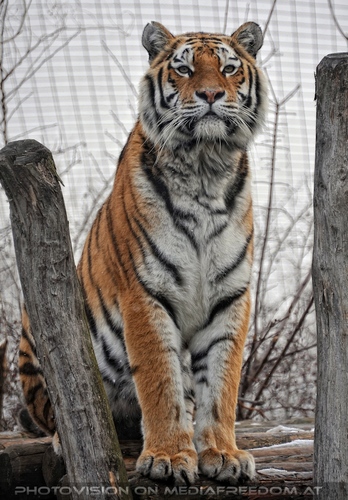 Sibirischer Tiger Winter 06