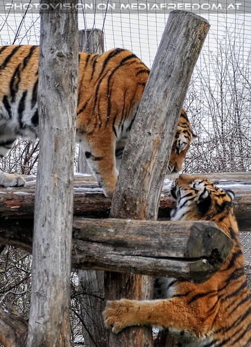 Sibirischer Tiger Winter 07