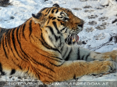 Sibirischer Tiger Winter 14