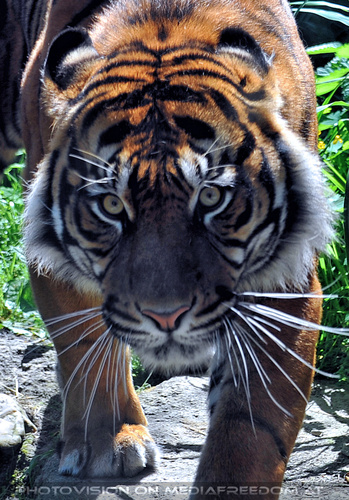 Sumatra Tiger 02