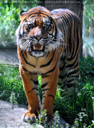Sumatra Tiger 17