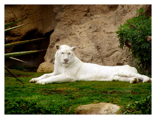 "white tiger"