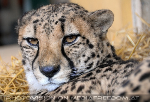 Gepard