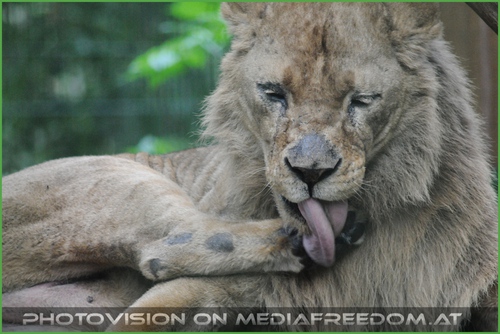 L�win - Gro�katzenw�sche