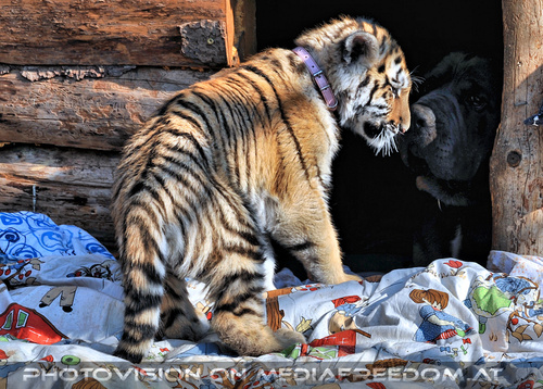 Tiger Baby Rescue 05
