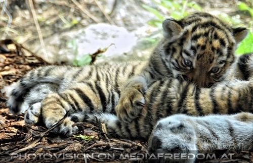 Tiger Babys 08