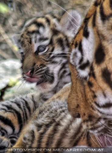 Tiger Babys 10