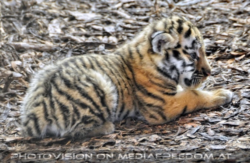 Tiger Babys 12