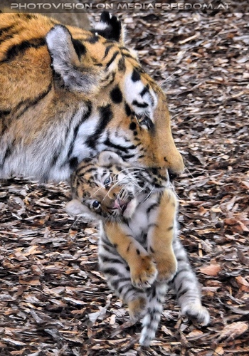 Tiger Babys 18