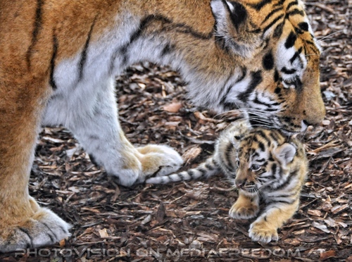 Tiger Babys 19