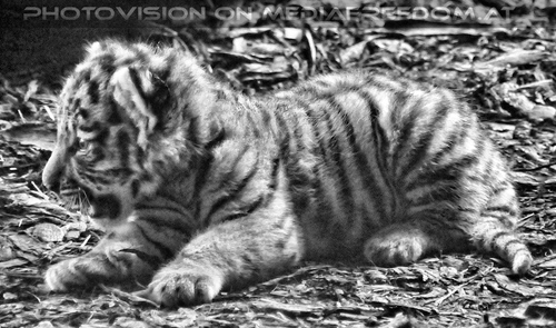 Tiger Babys 25