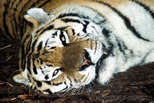 D�s....: Tiger