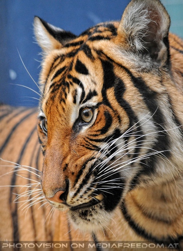 Raubkatzenf�tterung 15