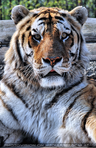 Tiger Rescue 09