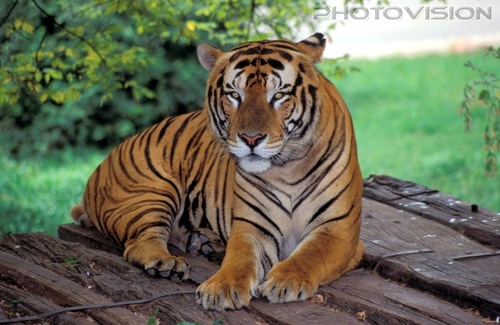 Where's the tiger bunch...