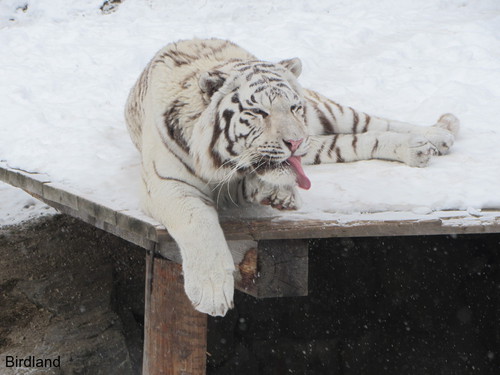 Tiger im Schnee