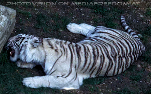 Tiger wei� und gold 02