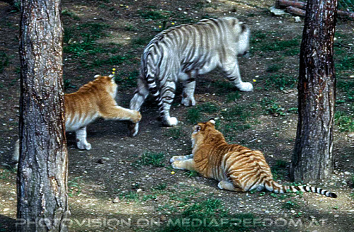 Tiger wei� und gold 03