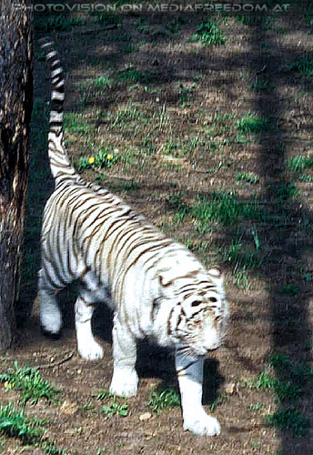 Tiger wei� und gold 04