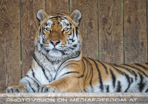 Tigeranlage Er�ffnung 01