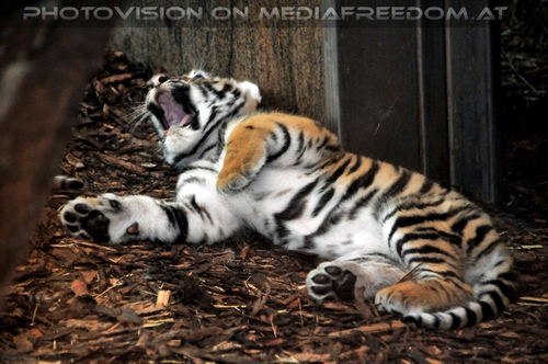 Tigerbaby m�de