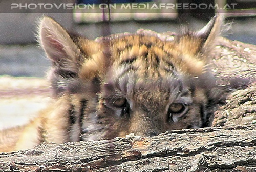 Tigerbaby - so nicht mehr