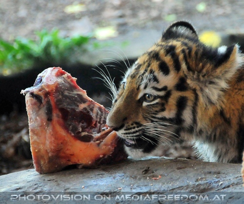 F�tterung - Vielleicht zu gro�