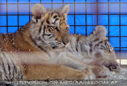 Tigerbabys - so nicht mehr