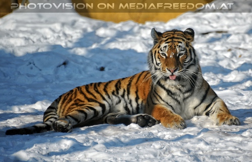 Tigerlady im Schnee