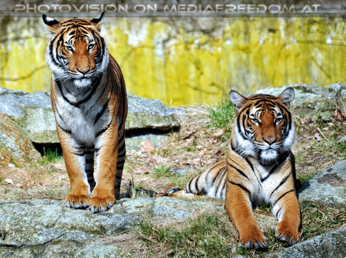 Malaysia Tiger 06