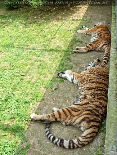 Tigerreihe