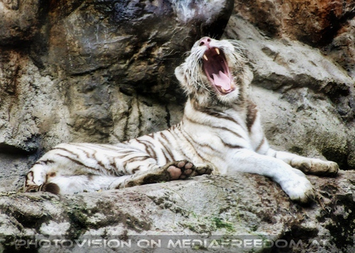Tired white tiger