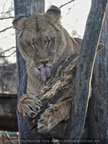 Verspielte L�win 03