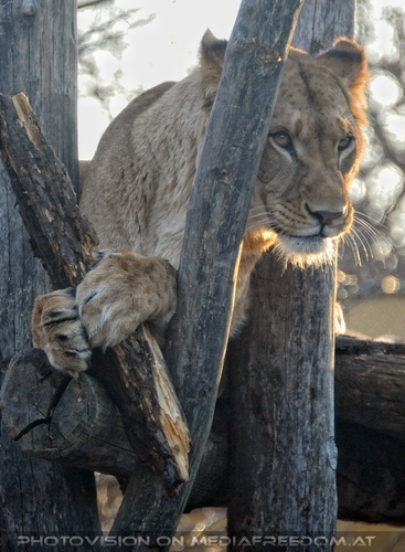 Verspielte L�win 09